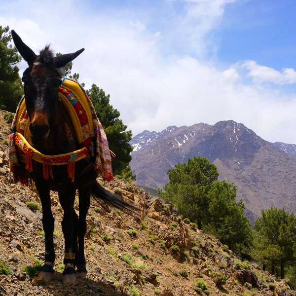 Day Tour To Imlil And Toubkal In High Atlas Mountains From Marrakech